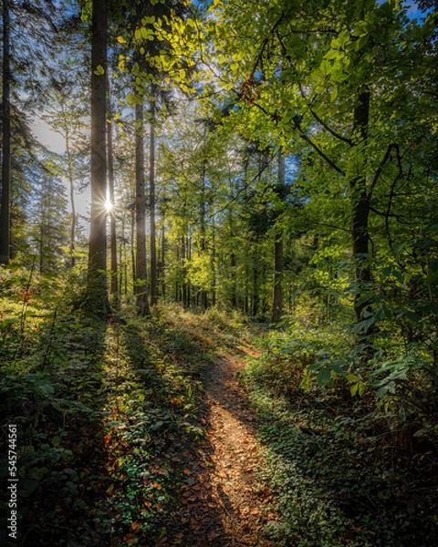 Fototapeta herbstwald