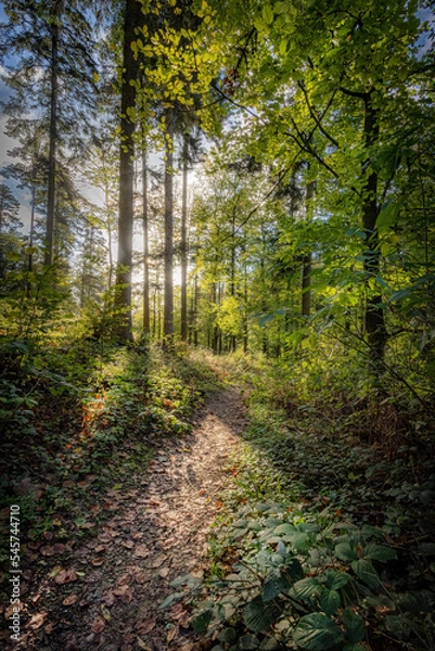 Fototapeta waldweg