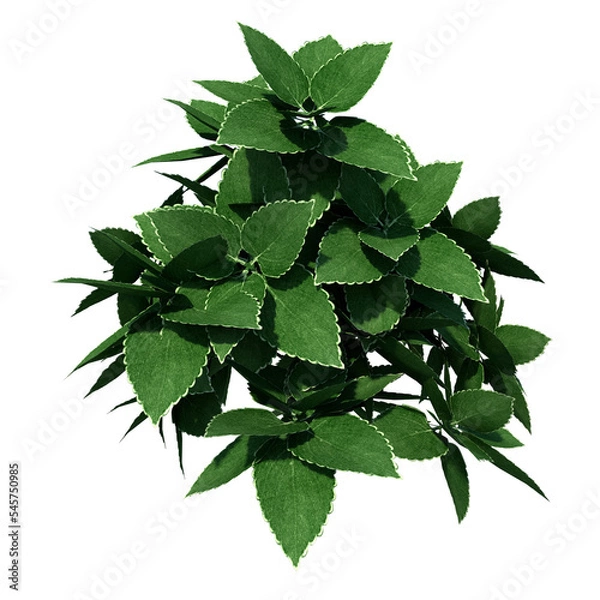 Fototapeta Front view of Plant (Generic Plant 1) Tree png