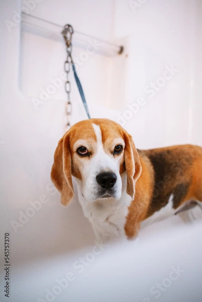Fototapeta Bath Time For A Beagle