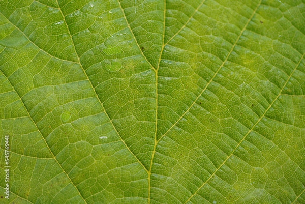 Obraz Leaf of a deciduous tree