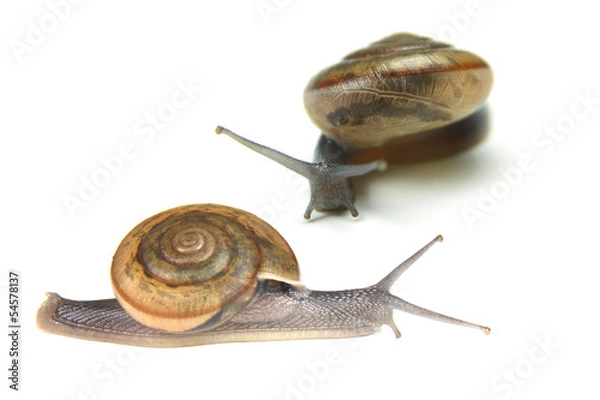 Fototapeta Snail