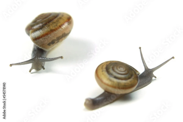 Obraz Snail