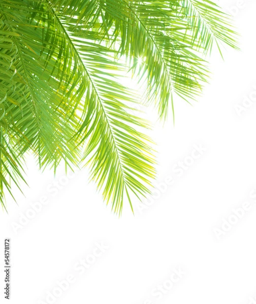 Fototapeta Palm tree leaves border