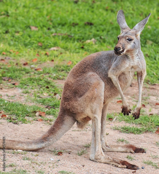 Fototapeta Piękny młody kangur w trawie