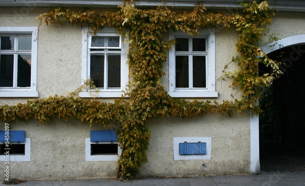 Obraz Hauswand mit Efeu
