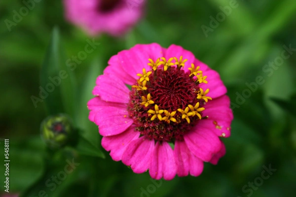 Obraz Interessante Blume