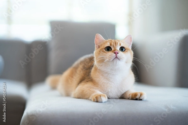 Fototapeta Kitten with green eyes - adorable British shorthair gold cat with deep rich green eyes on gray couch.