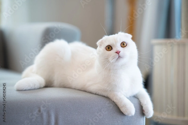 Fototapeta Beautiful Scottish fold white cat lying on the grey sofa