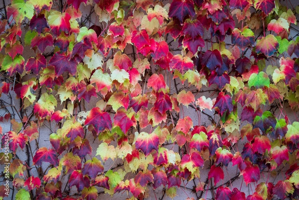 Fototapeta ツタの紅葉