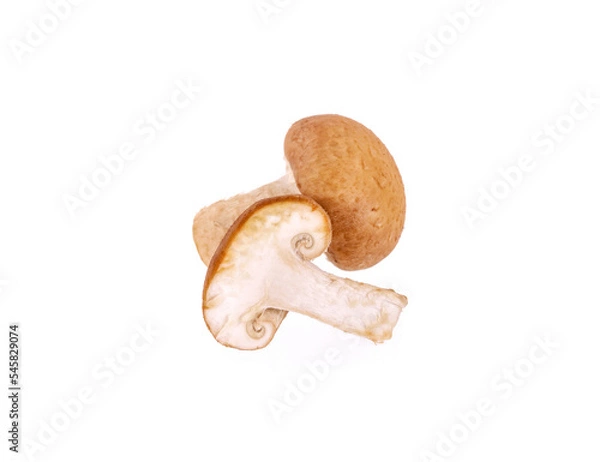 Fototapeta Shiitake isolated on a white background