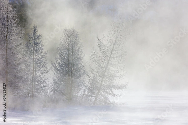 Fototapeta Trees and river in winter in fog
