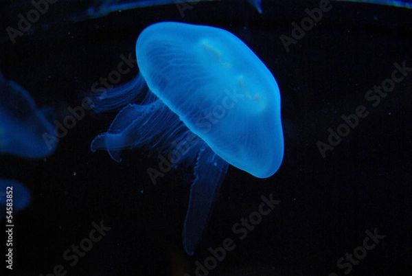 Fototapeta Jellyfish