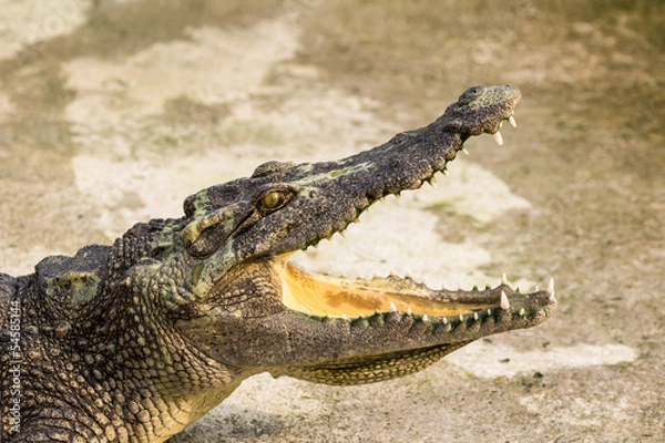 Obraz Crocodile with open mouth