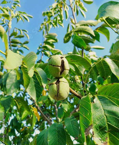 Obraz Green Cracked Walnuts on the tree branch close-up