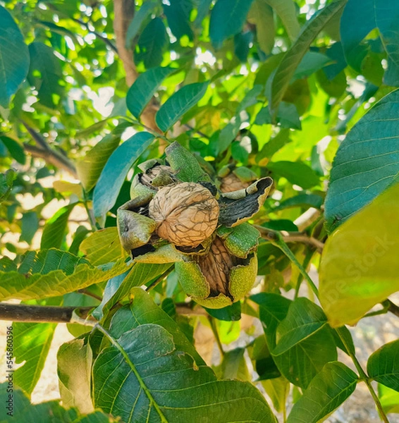 Obraz Green Cracked Walnuts on the tree branch close-up