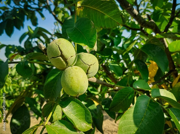 Obraz Green Cracked Walnuts on the tree branch close-up