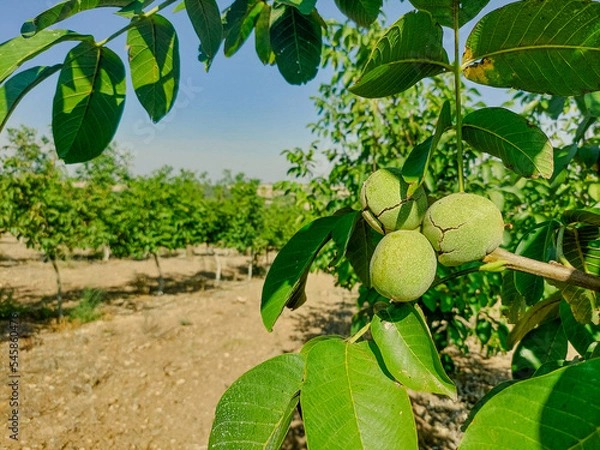 Obraz Green Cracked Walnuts on the tree branch close-up