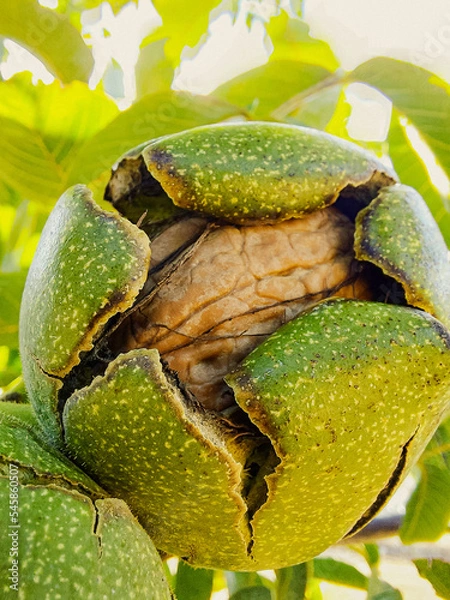Obraz Green Cracked Walnuts on the tree branch close-up