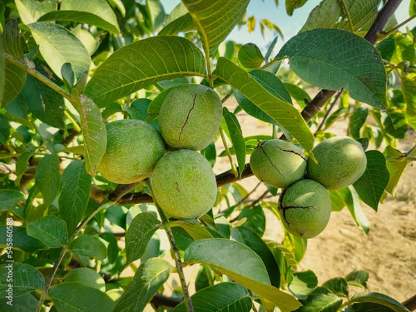 Obraz Green Cracked Walnuts on the tree branch close-up