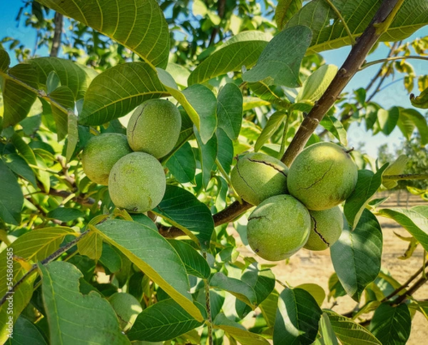 Obraz Green Cracked Walnuts on the tree branch close-up