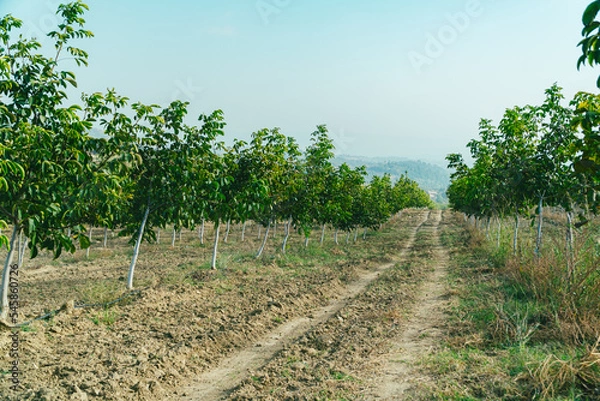 Obraz Green Walnut Orchard Drone shot 