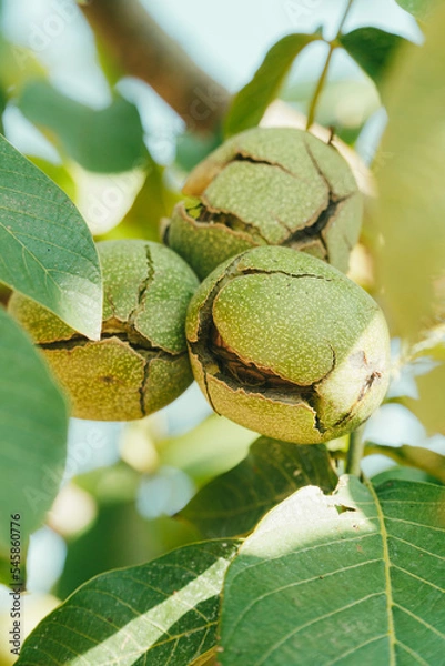 Obraz Green Cracked Walnuts on the tree branch close-up