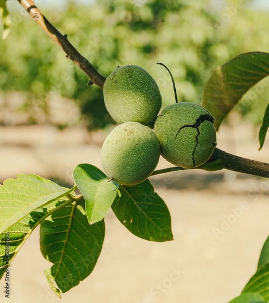 Obraz Green Cracked Walnuts on the tree branch close-up