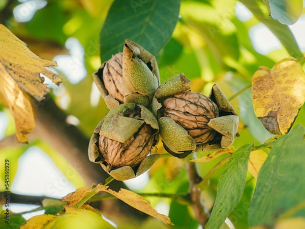 Obraz Green Cracked Walnuts on the tree branch close-up