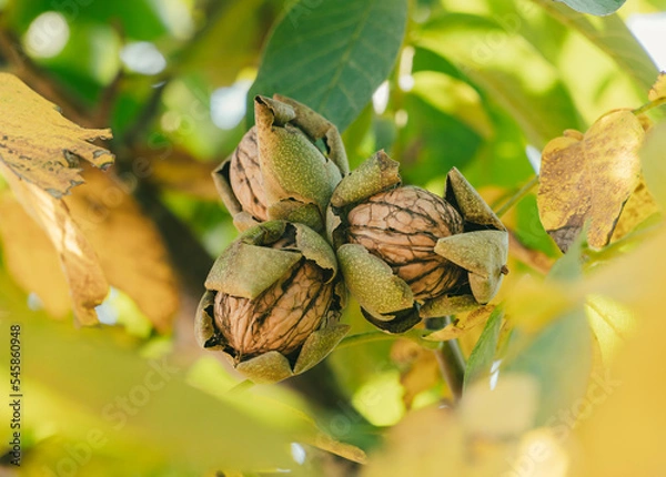 Obraz Green Cracked Walnuts on the tree branch close-up