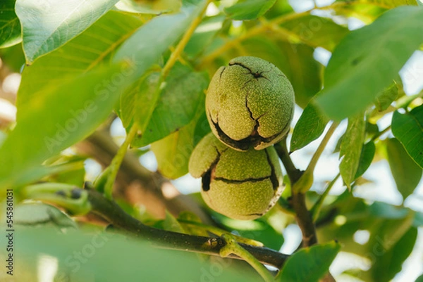 Obraz Green Cracked Walnuts on the tree branch close-up