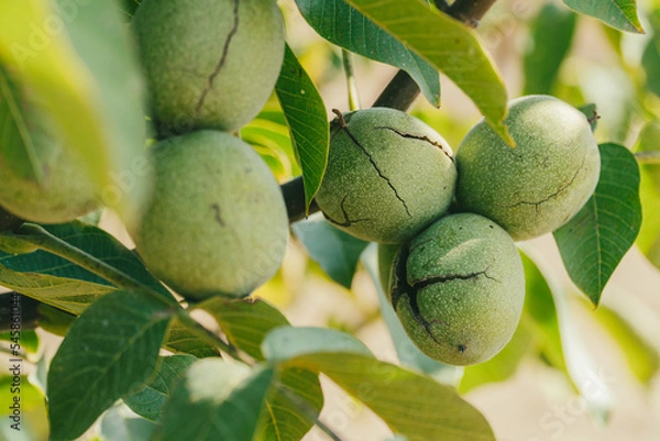 Obraz Green Cracked Walnuts on the tree branch close-up