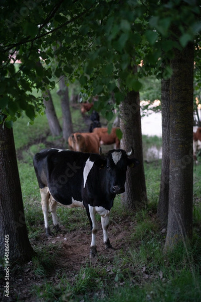 Fototapeta cow under trees