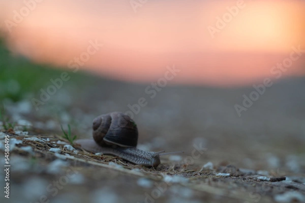 Fototapeta snail