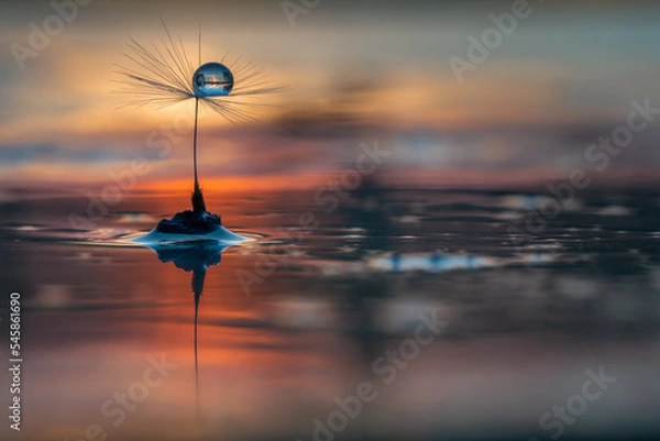 Fototapeta dandelion fluff seed