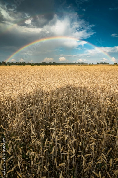 Fototapeta rainbow over crop field