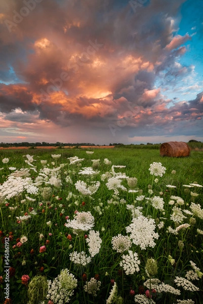 Fototapeta sunset over the field