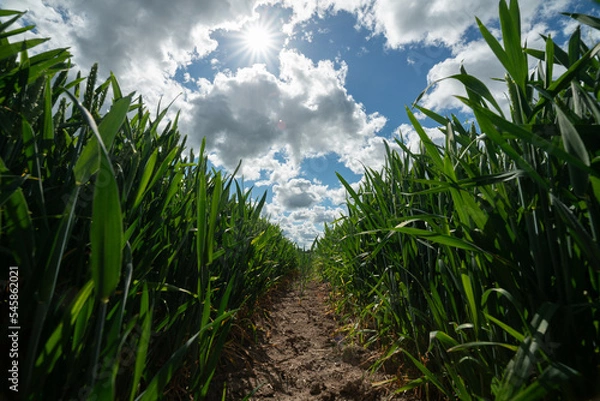 Fototapeta earth trail