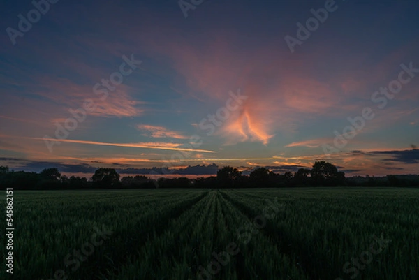 Fototapeta sunset over the field