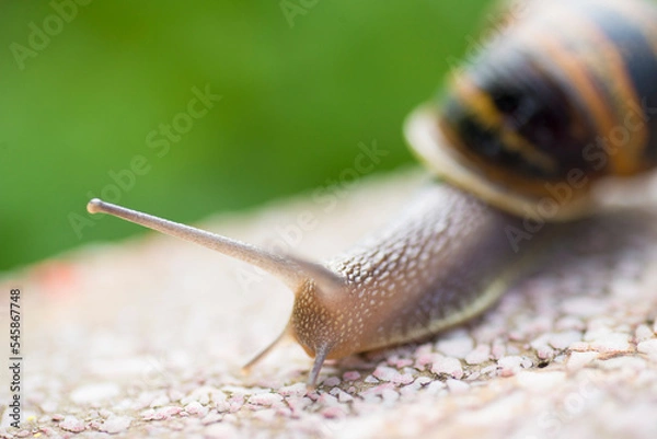 Obraz A closeup of a snail on blurry background