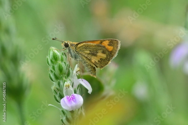 Obraz butterfly on a flower