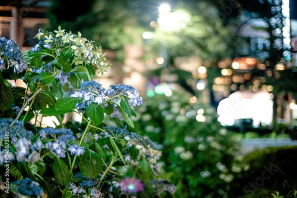 Obraz 夜の紫陽花