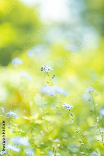 Obraz ネモフィラ畑