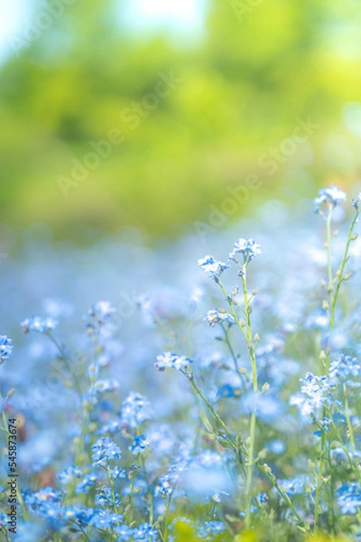 Obraz ネモフィラ畑