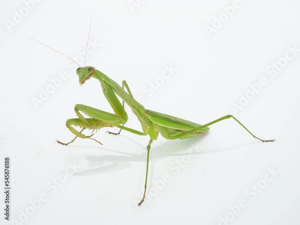 Obraz 肉食の昆虫、オオカマキリ