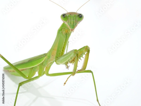 Obraz オオカマキリ【白背景】