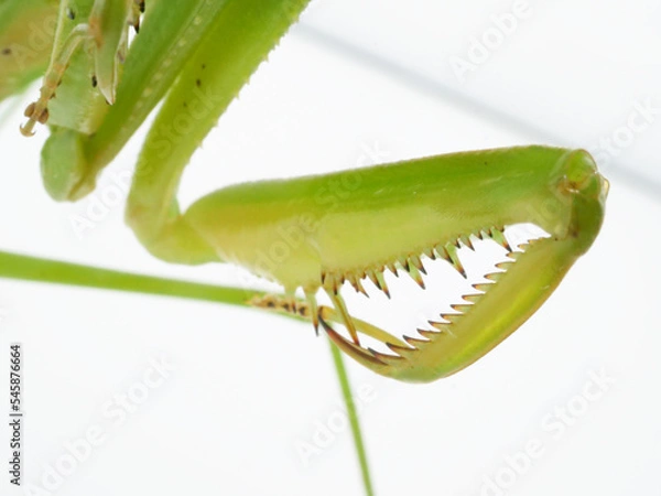 Obraz 細かいギザギザが並ぶオオカマキリの鎌