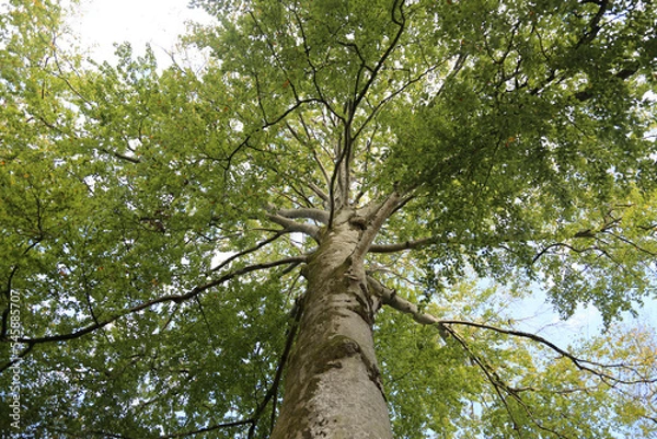 Obraz ARBRE PRESIDENT