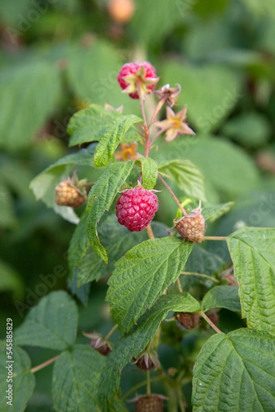 Fototapeta Ripe and unripe raspberry in the fruit garden. Growing natural bush of raspberry. Branch of raspberry in sunlight..