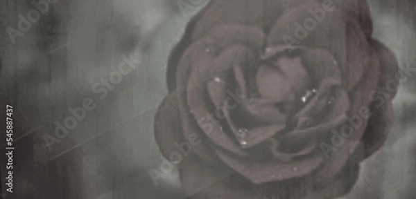 Obraz red rose on blue background